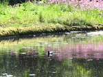 SX06220 Coot swimming with reflection of Ragged Robin (lychnis flos-cuculi).jpg
